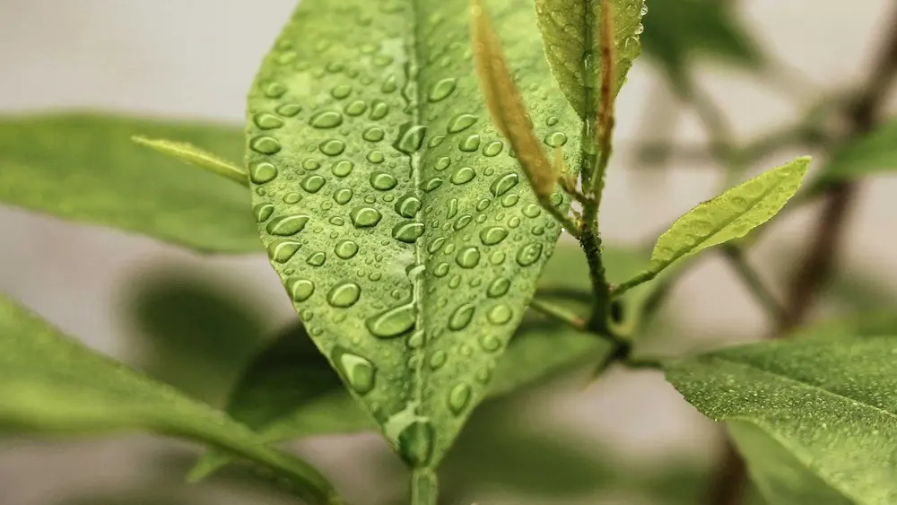 reit investment sustainable green thumb cashflow apartment reit